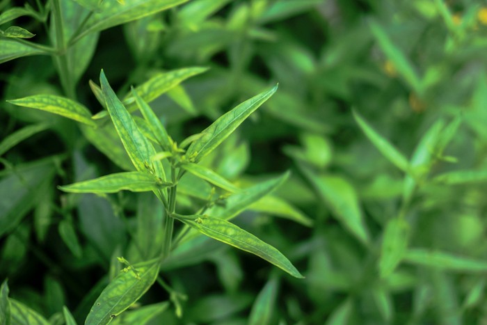 Detail Contoh Daun Sambiloto Nomer 23