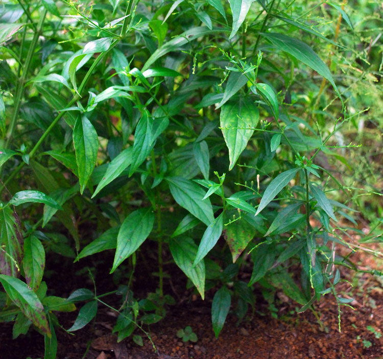 Detail Contoh Daun Sambiloto Nomer 24