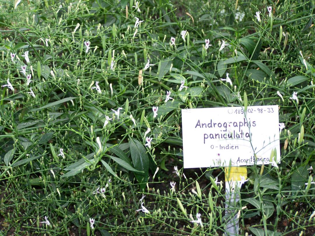 Detail Contoh Daun Sambiloto Nomer 25