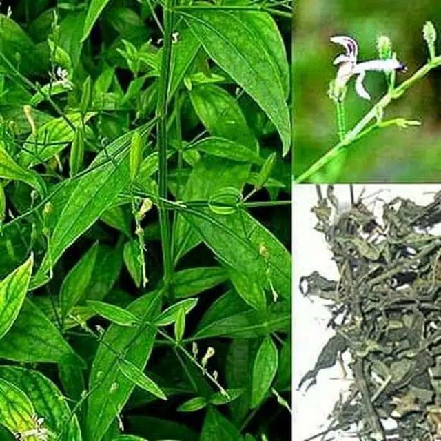 Detail Contoh Daun Sambiloto Nomer 28