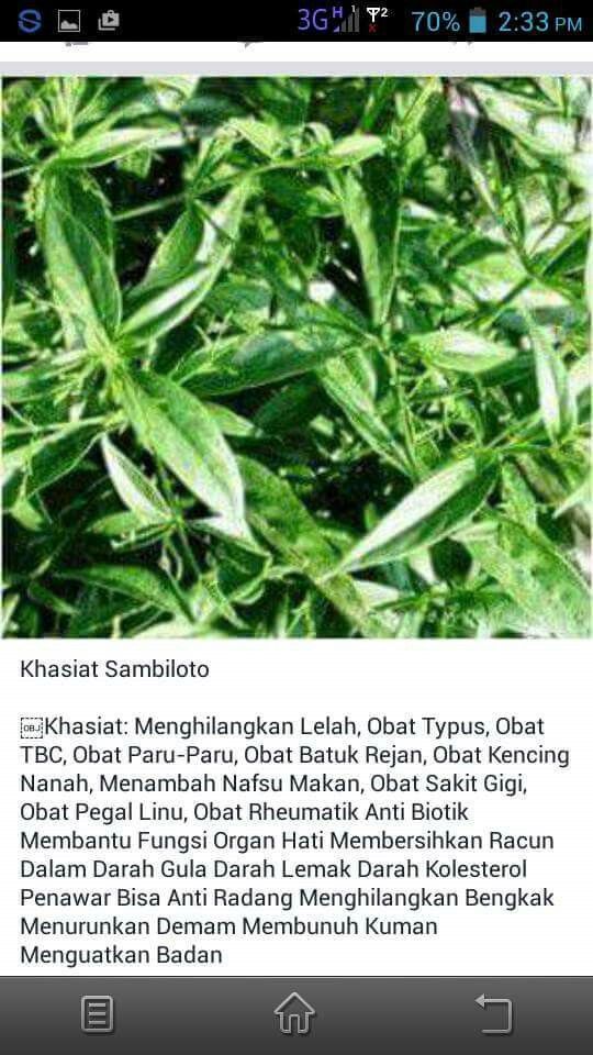 Detail Contoh Daun Sambiloto Nomer 30