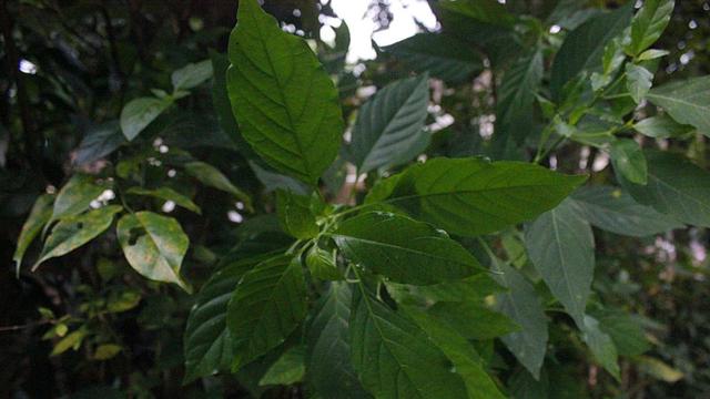 Detail Contoh Daun Sambiloto Nomer 31