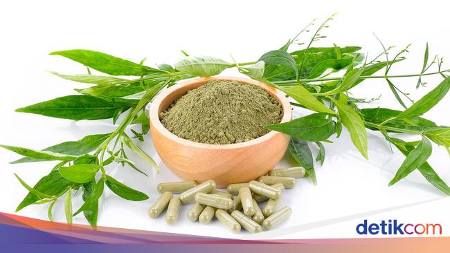 Detail Contoh Daun Sambiloto Nomer 32