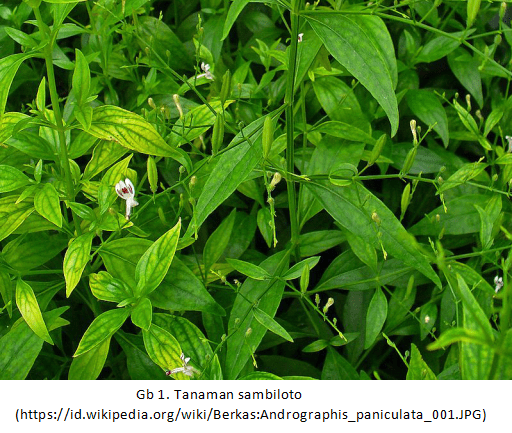 Detail Contoh Daun Sambiloto Nomer 33
