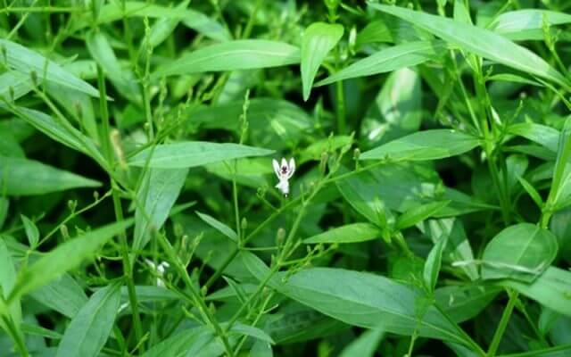 Detail Contoh Daun Sambiloto Nomer 35