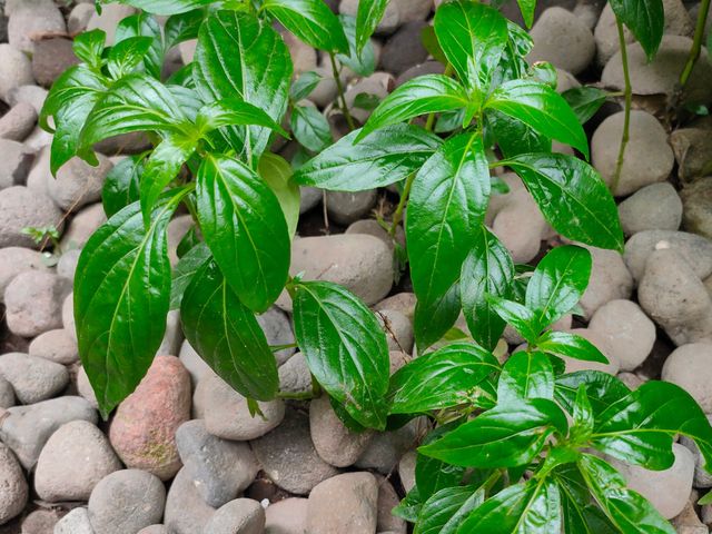 Detail Contoh Daun Sambiloto Nomer 5