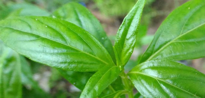 Detail Contoh Daun Sambiloto Nomer 37