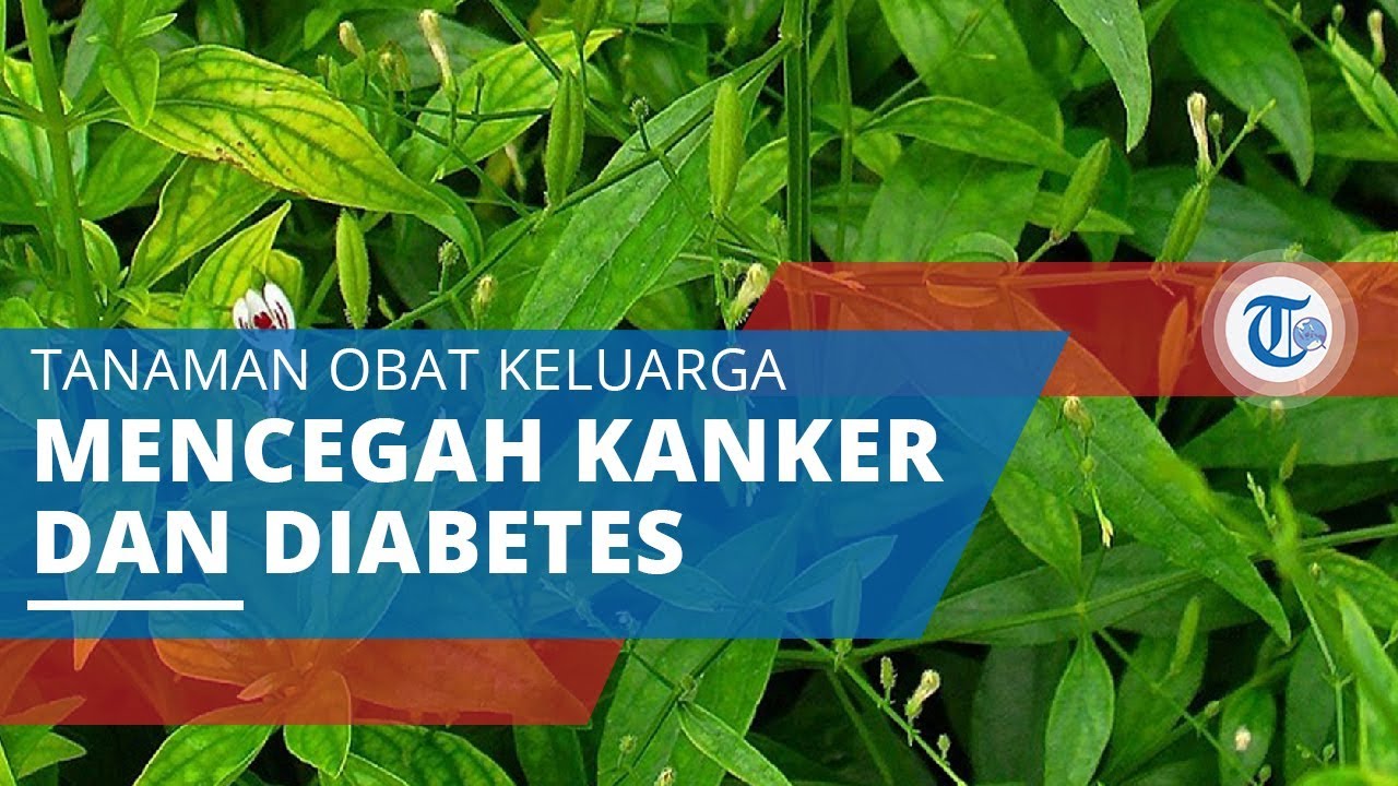 Detail Contoh Daun Sambiloto Nomer 40
