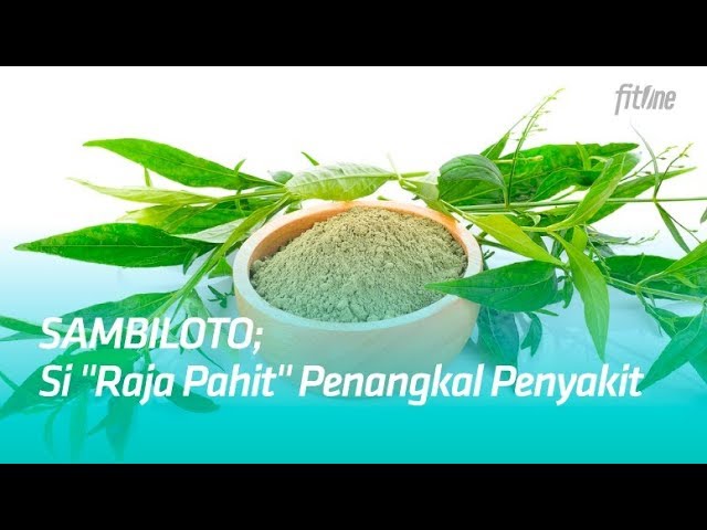 Detail Contoh Daun Sambiloto Nomer 41