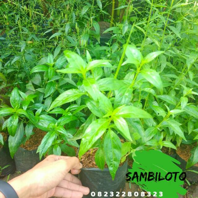 Detail Contoh Daun Sambiloto Nomer 42