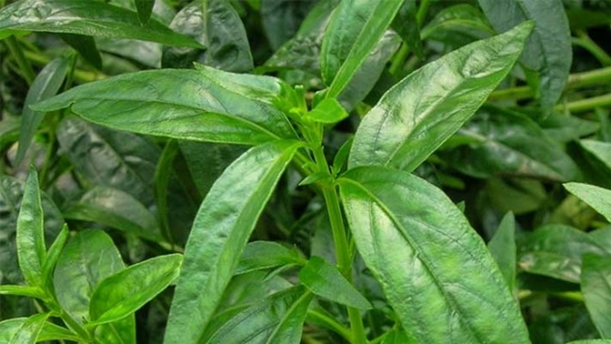 Detail Contoh Daun Sambiloto Nomer 43