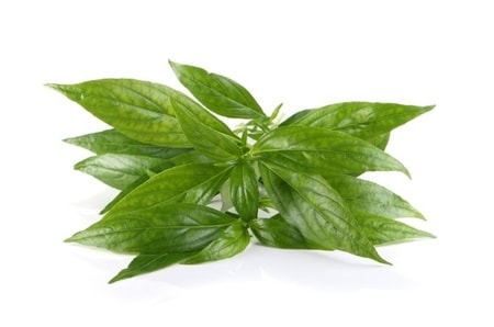 Detail Contoh Daun Sambiloto Nomer 44