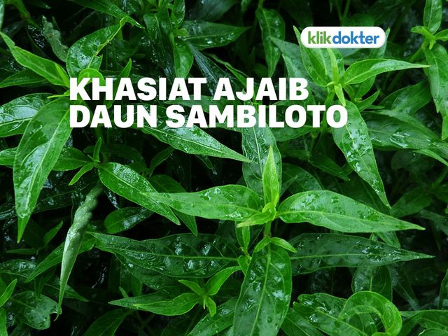 Detail Contoh Daun Sambiloto Nomer 6