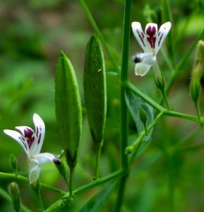 Detail Contoh Daun Sambiloto Nomer 46
