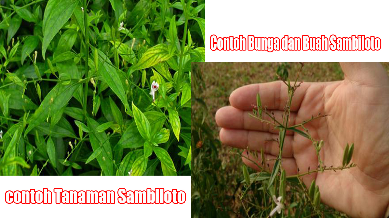 Detail Contoh Daun Sambiloto Nomer 47