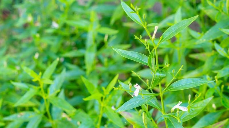 Detail Contoh Daun Sambiloto Nomer 48