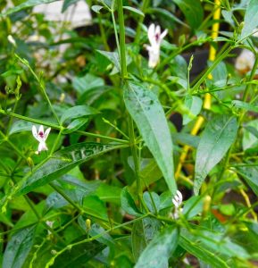 Detail Contoh Daun Sambiloto Nomer 50