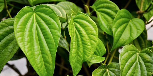 Detail Contoh Daun Sambiloto Nomer 51