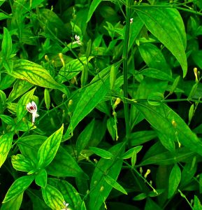 Detail Contoh Daun Sambiloto Nomer 52
