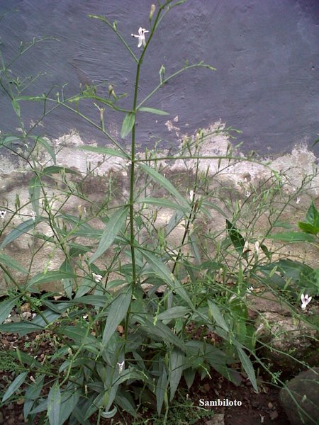 Detail Contoh Daun Sambiloto Nomer 53