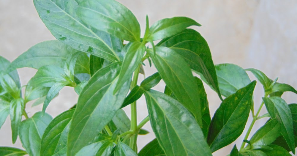 Detail Contoh Daun Sambiloto Nomer 54