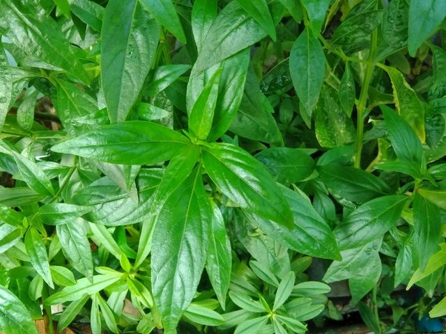 Detail Contoh Daun Sambiloto Nomer 8
