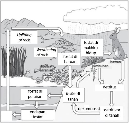 Pengertian Daur Biogeokimia Fungsi Macam Contoh Dan G 8595