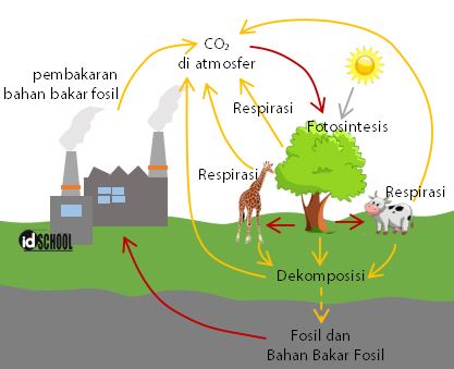 Detail Contoh Daur Biogeokimia Nomer 33