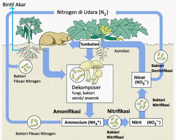 Detail Contoh Daur Biogeokimia Nomer 36