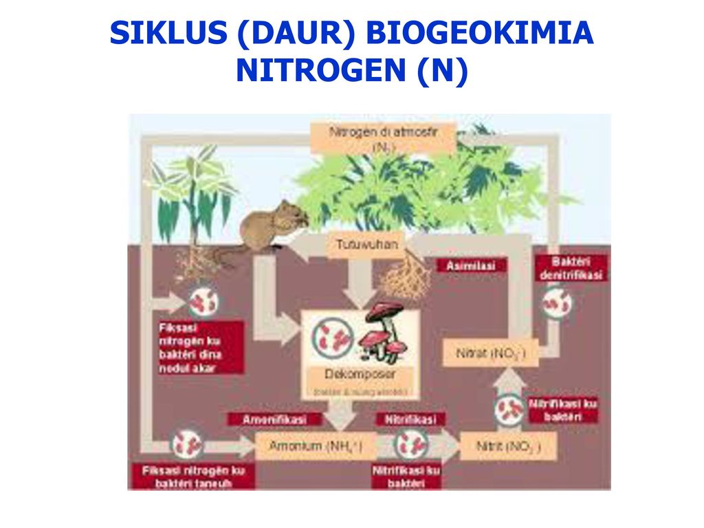 Detail Contoh Daur Biogeokimia Nomer 40