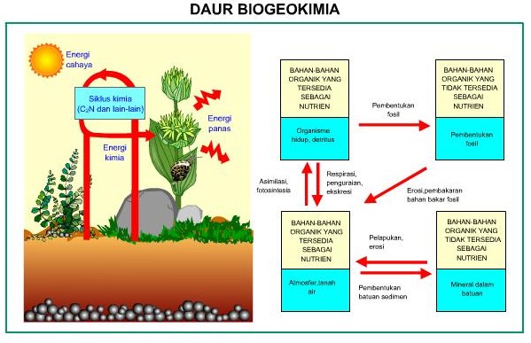 Detail Contoh Daur Biogeokimia Nomer 6