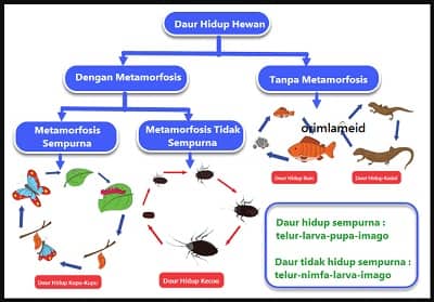 Detail Contoh Daur Hidup Nomer 33