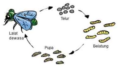 Detail Contoh Daur Hidup Nomer 36