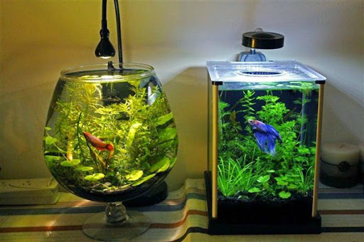 Detail Contoh Desain Aquarium Dinding Nomer 30