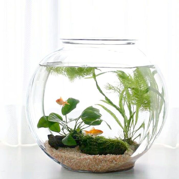 Detail Contoh Desain Aquarium Dinding Nomer 33