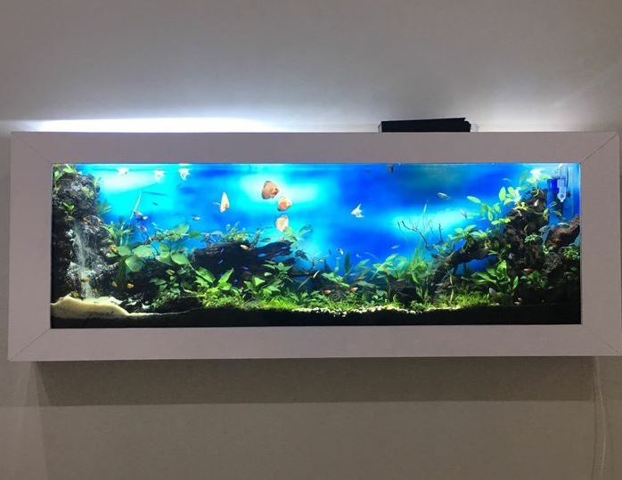 Detail Contoh Desain Aquarium Dinding Nomer 6