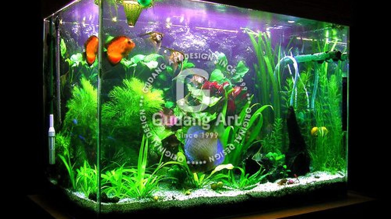 Detail Contoh Desain Aquarium Dinding Nomer 50