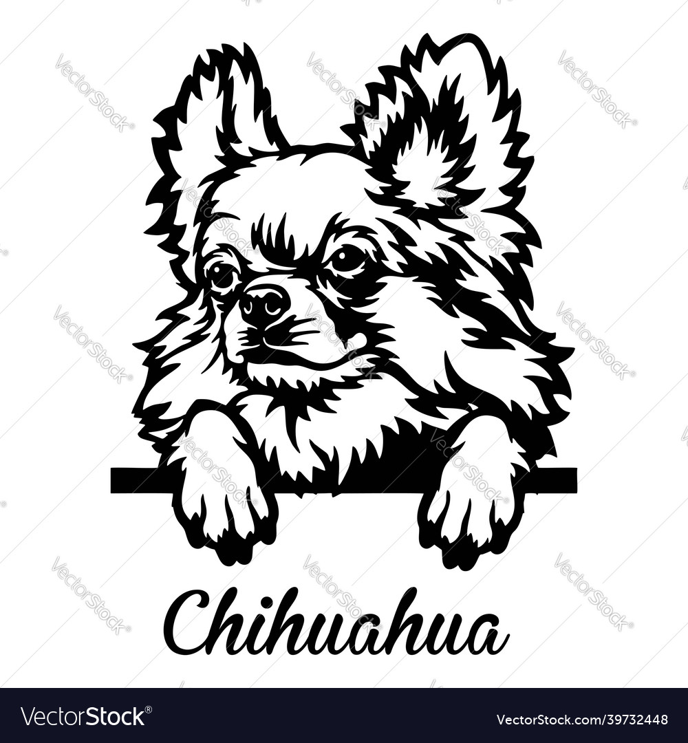 Detail Kurzhaar Chihuahua Nomer 12