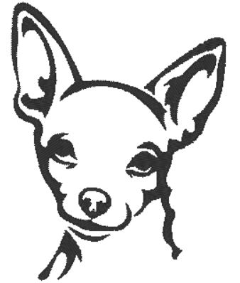 Detail Kurzhaar Chihuahua Nomer 16