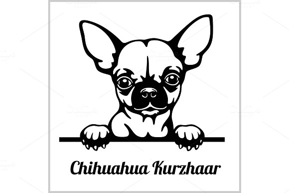 Detail Kurzhaar Chihuahua Nomer 2