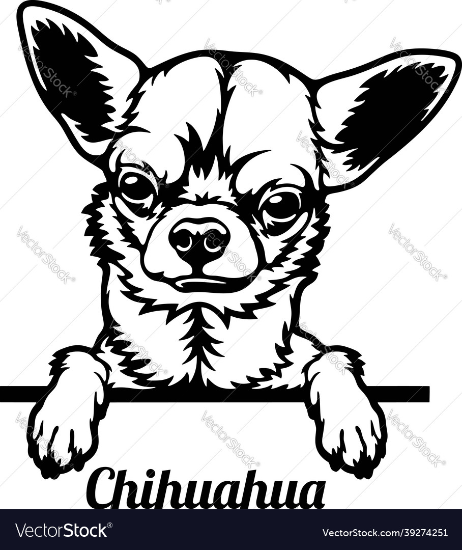 Detail Kurzhaar Chihuahua Nomer 4