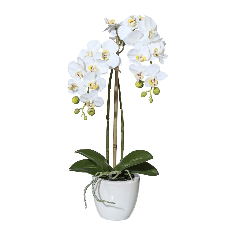 Detail Orchideen Dekorativ Gestalten Nomer 23