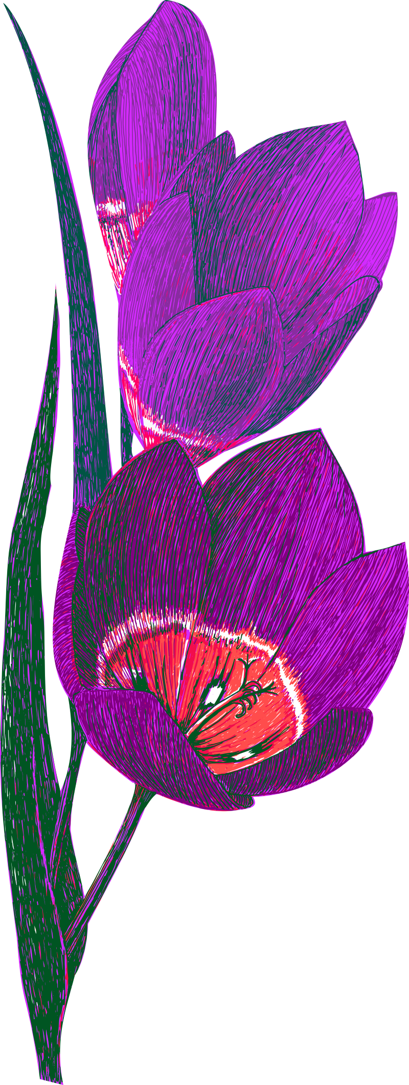 Detail Tamarillo Flower Nomer 10