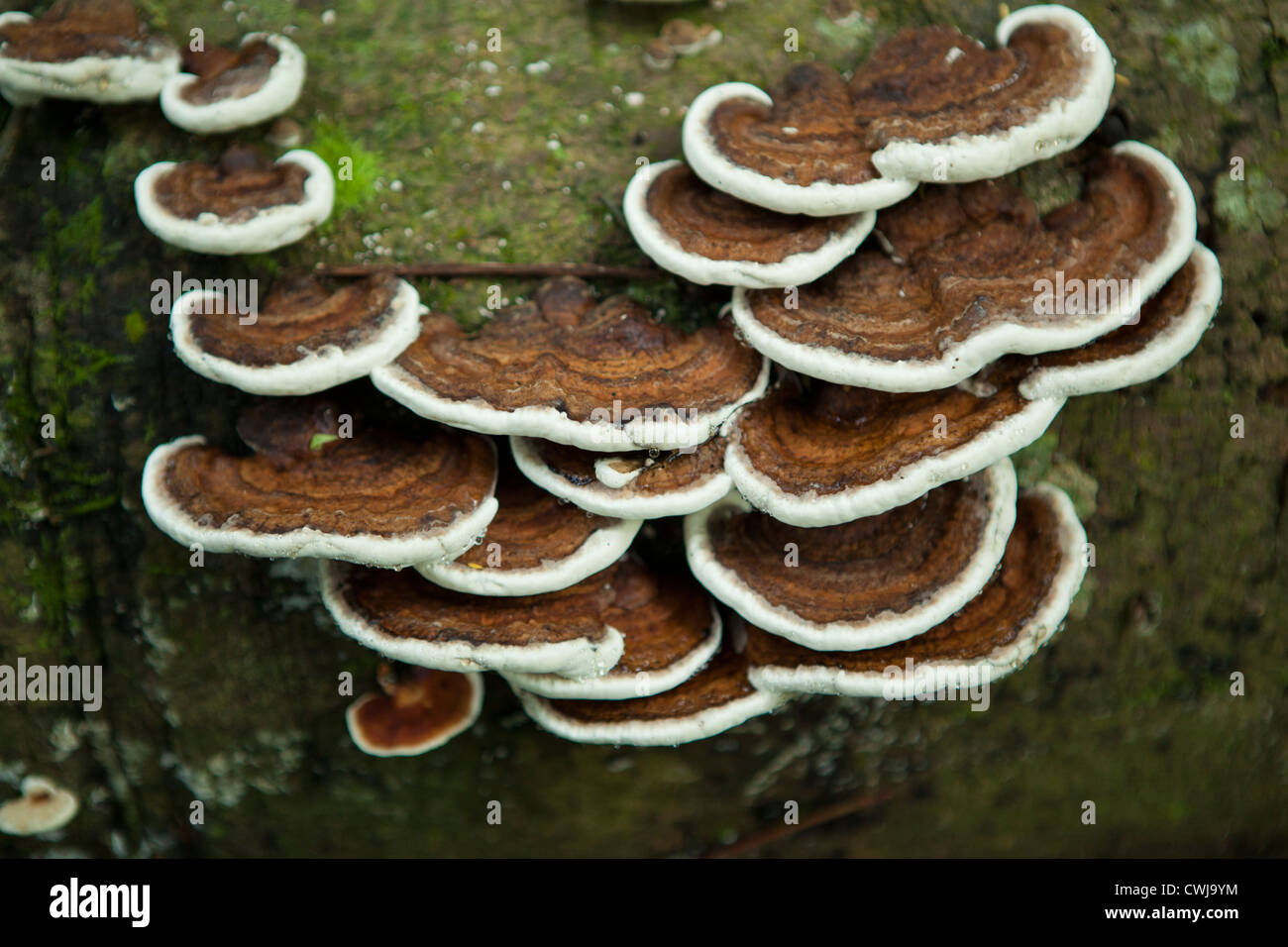 Detail Gambar Fungi Ascomycotina Nomer 11