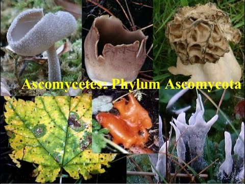 Detail Gambar Fungi Ascomycotina Nomer 16