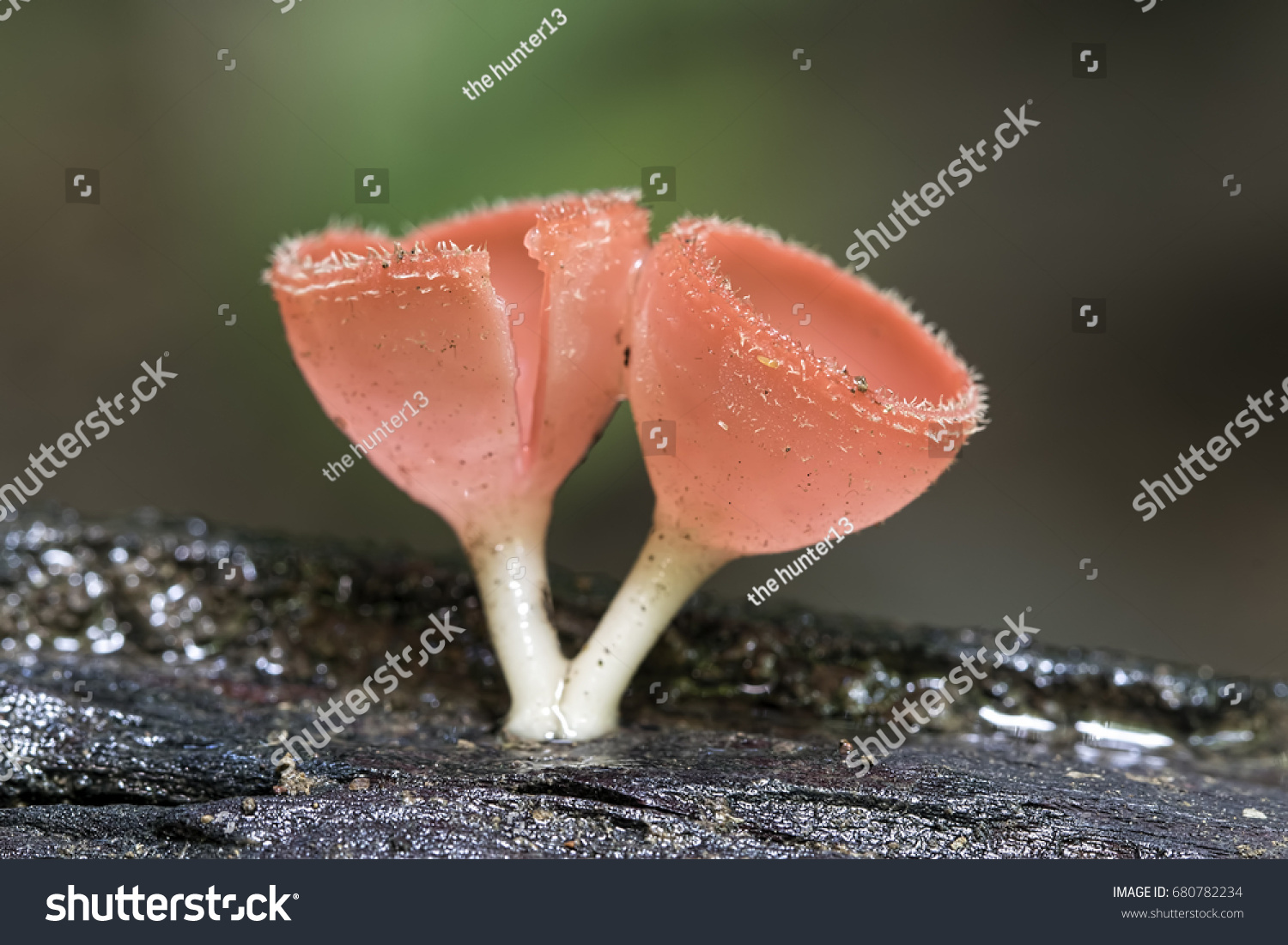 Detail Gambar Fungi Ascomycotina Nomer 17