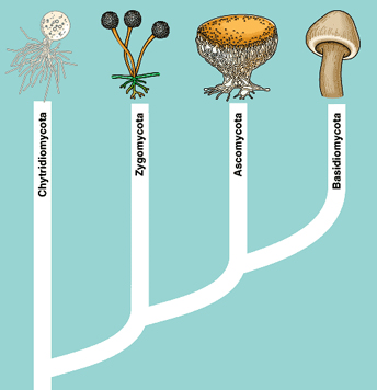 Detail Gambar Fungi Ascomycotina Nomer 23