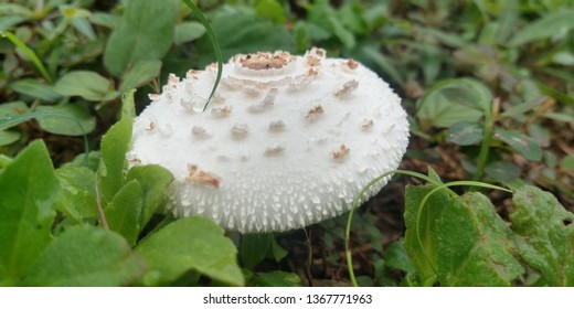 Detail Gambar Fungi Ascomycotina Nomer 32