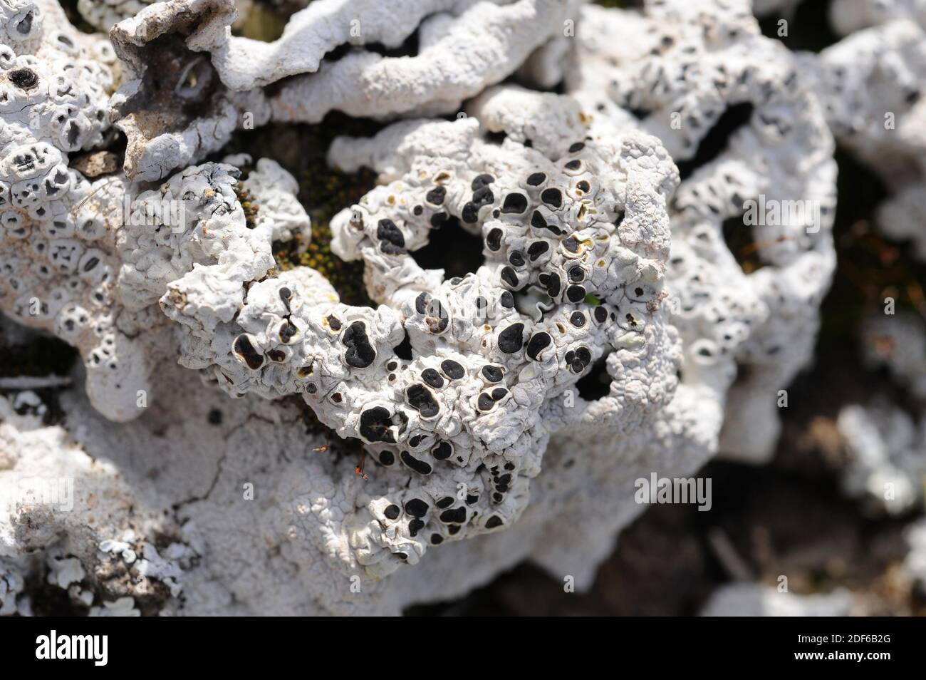 Detail Gambar Fungi Ascomycotina Nomer 43