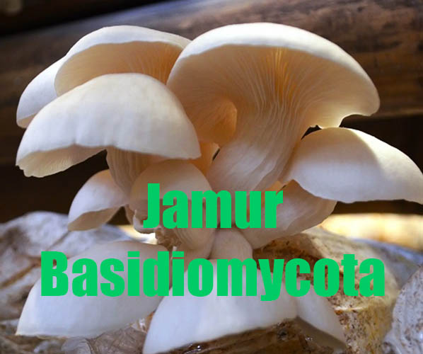 Detail Gambar Fungi Basidiomycotina Nomer 10